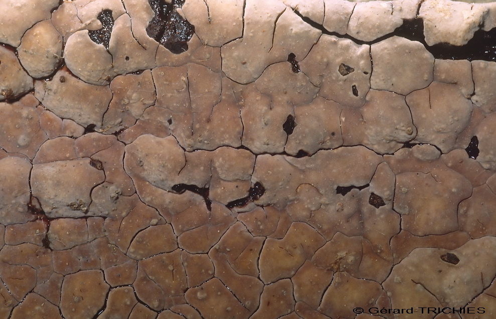 aphyllophorales 2 ( Xylobolus subpileatus)